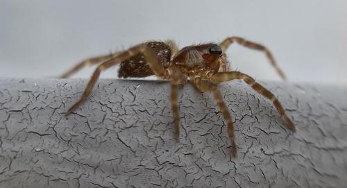 Piratula sp.